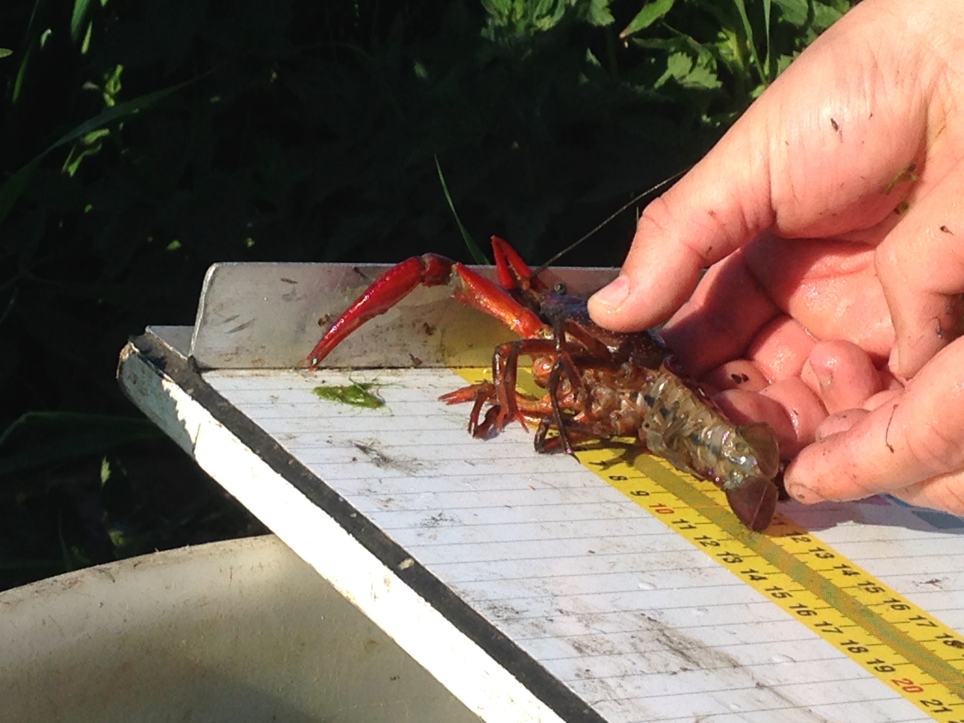 Links: Een ondiepe watergang met kreeftenkorven. Rechts: Een Rode Amerikaanse Rivierkreeft wordt opgemeten.