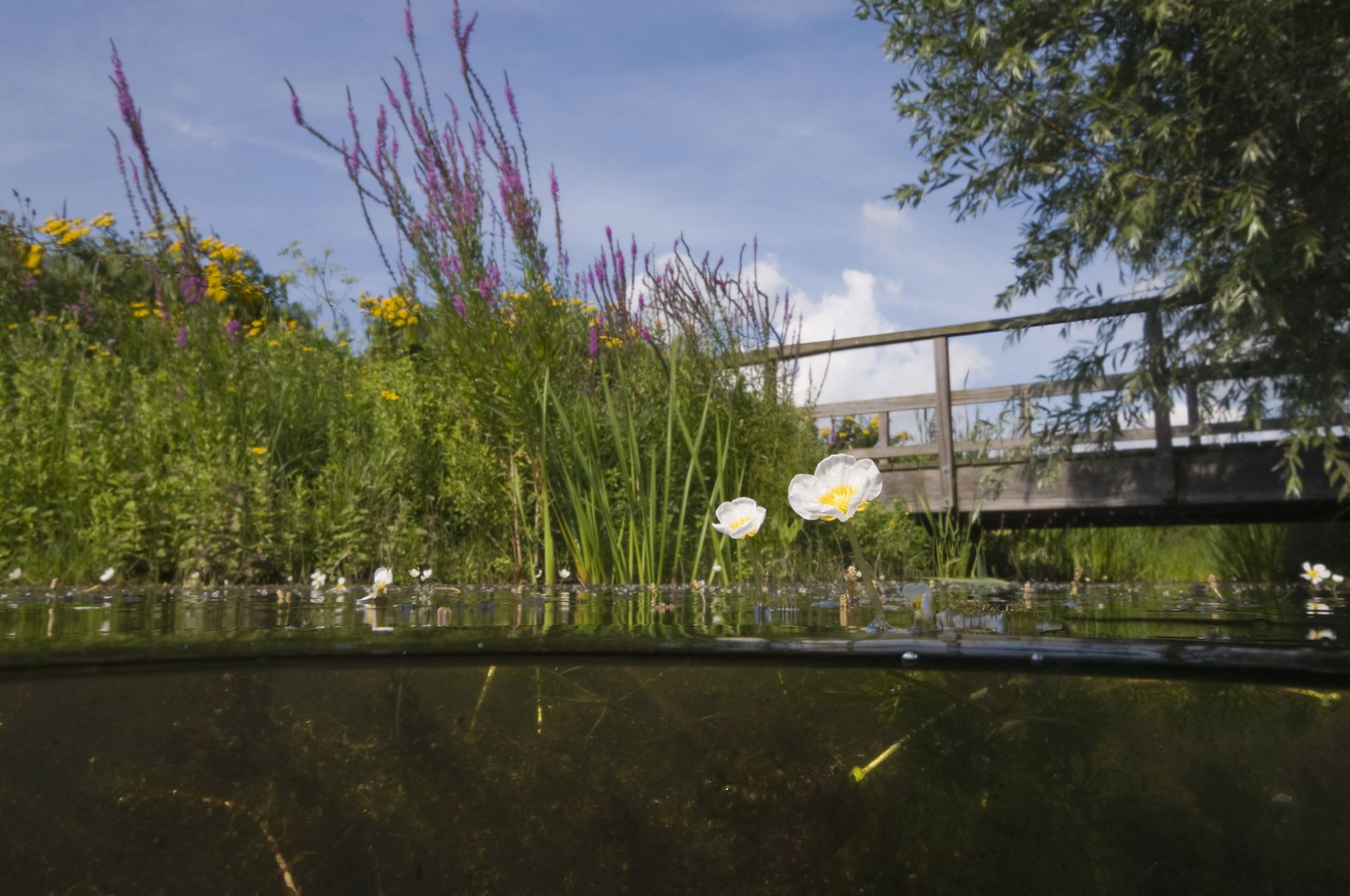 Foto: Willem Kolvoort