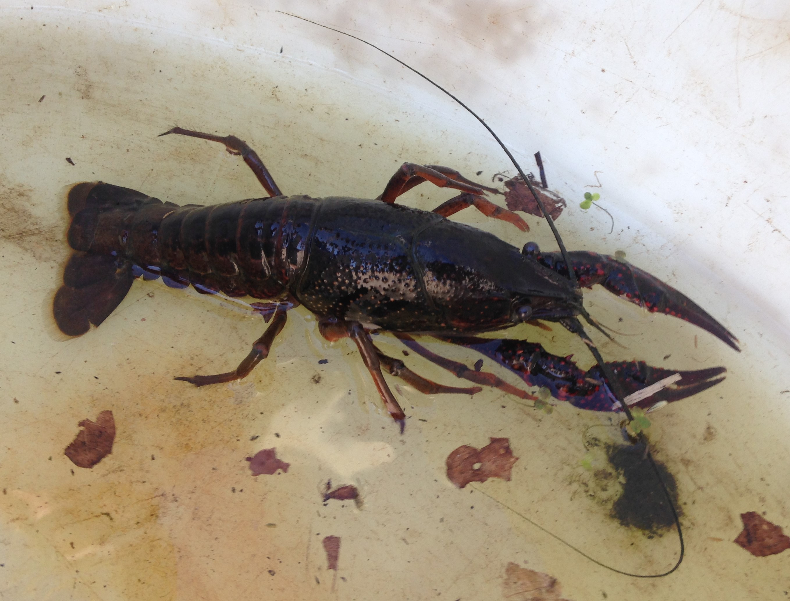 Een Rode amerikaanse rivierkreeft