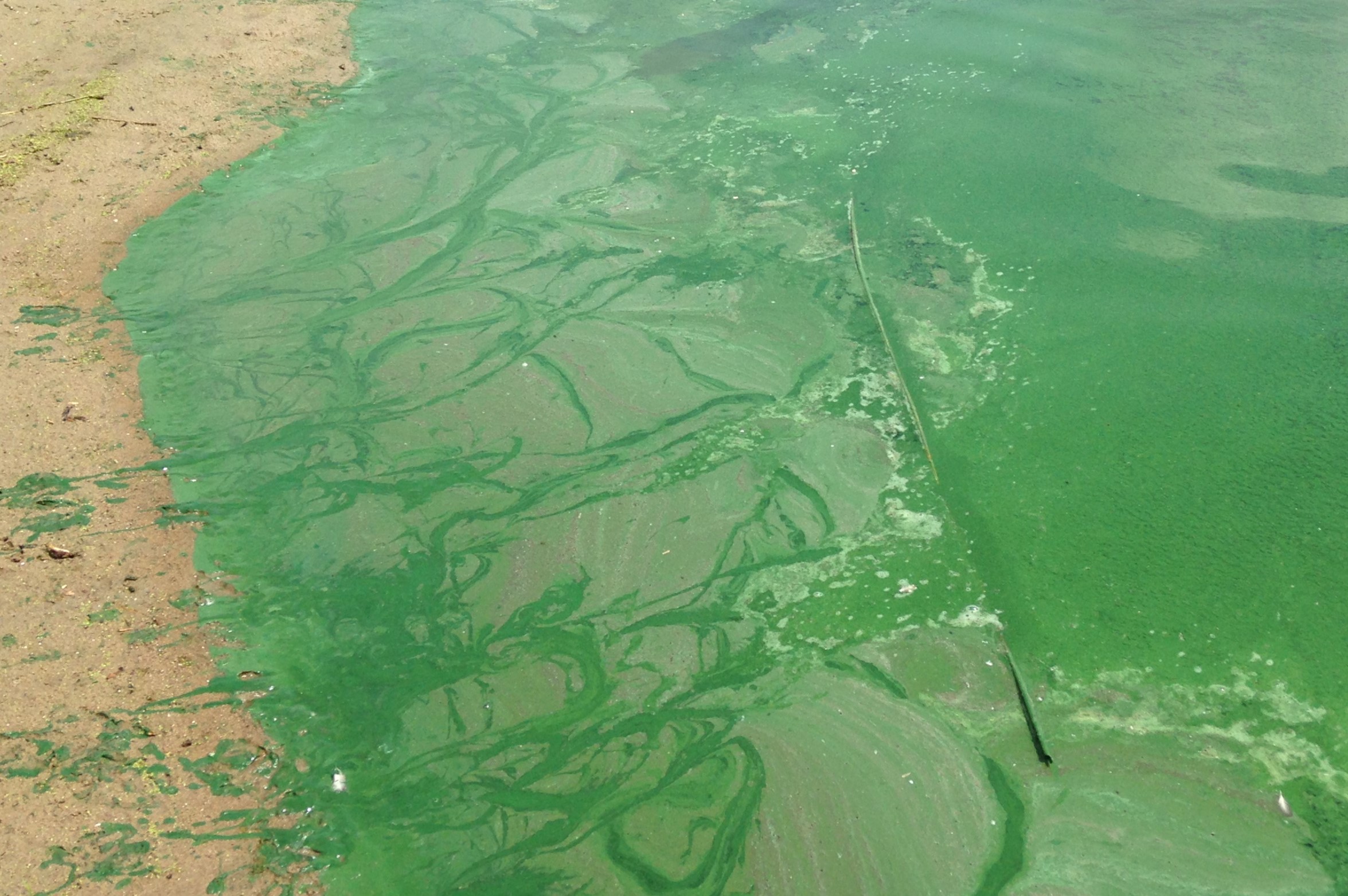 Veel blauwalgen in het water