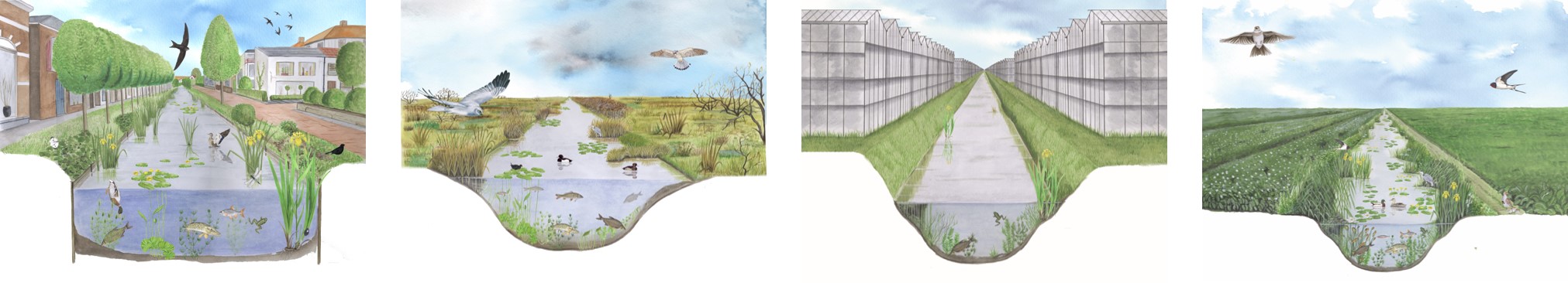 Vier typen gebieden met een watergang